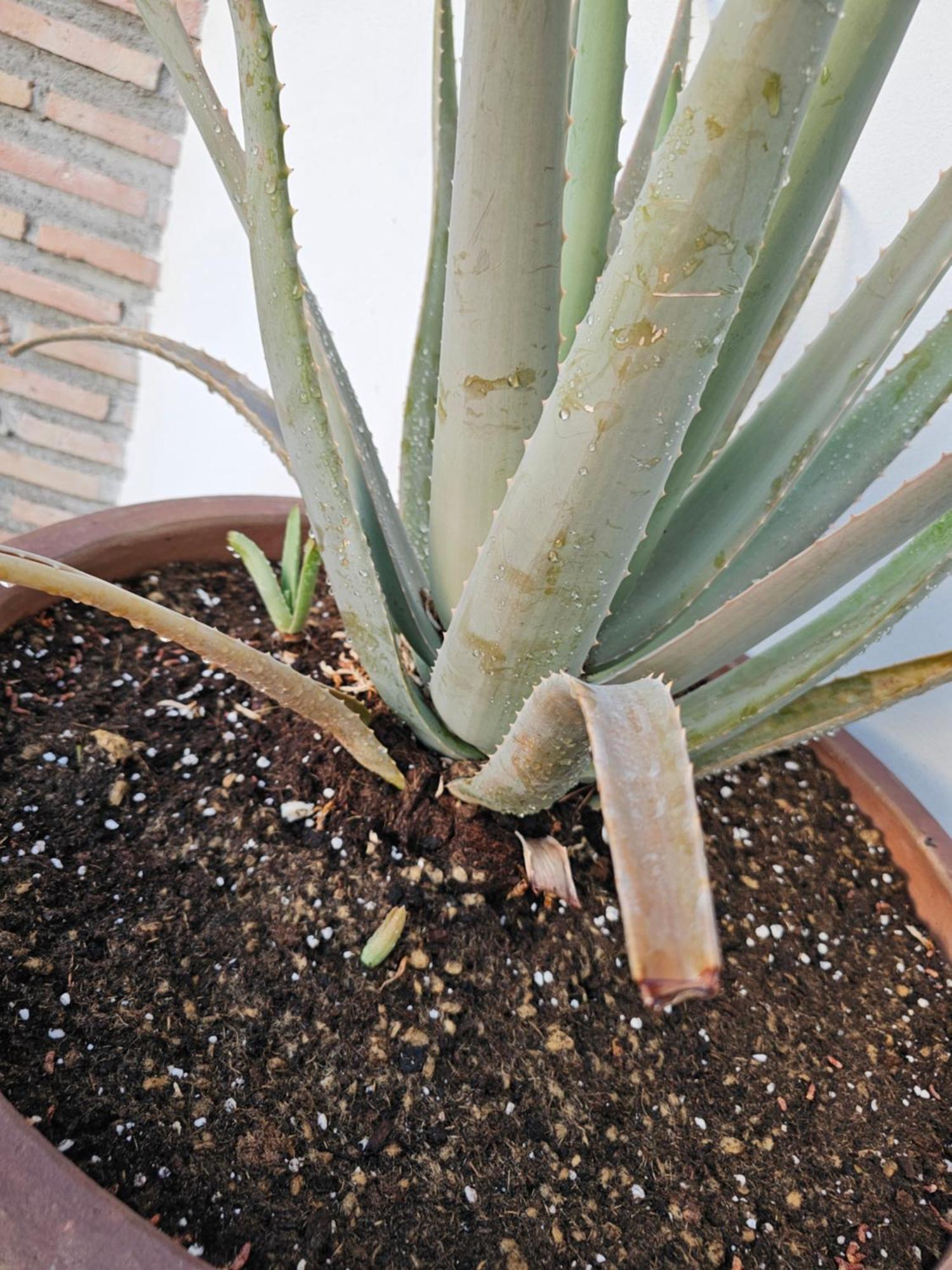 콤페타 Finca Maroma 빌라 외부 사진