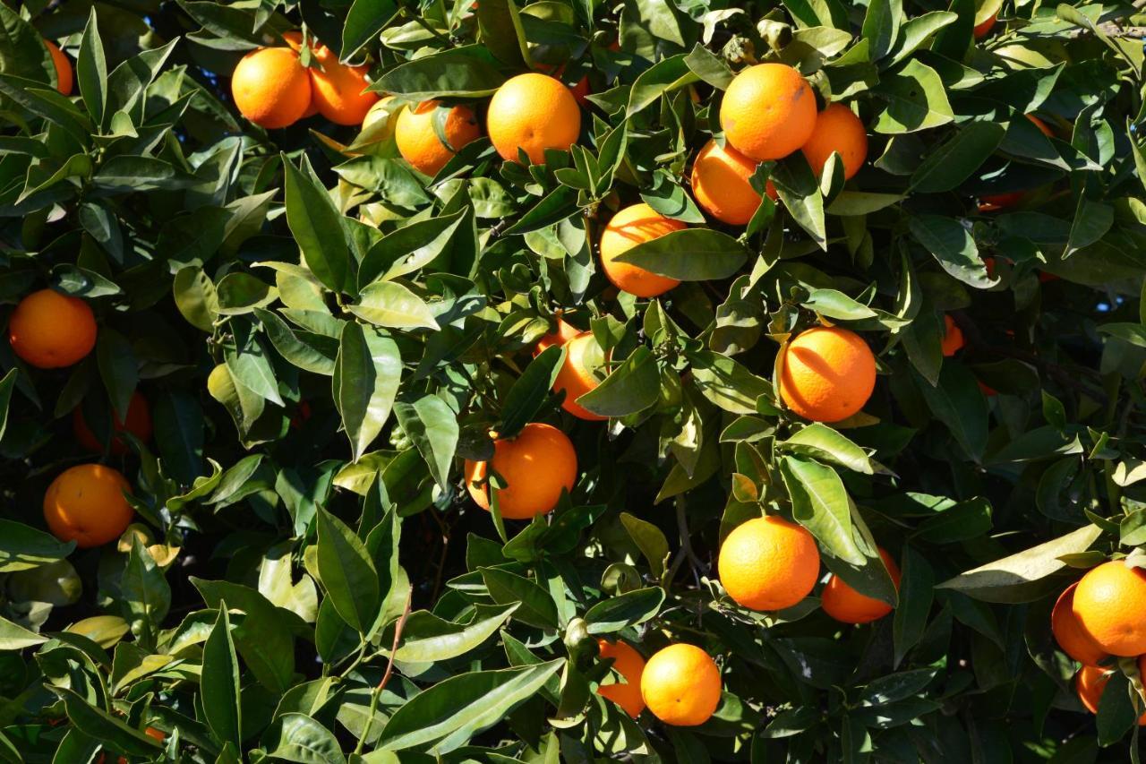 콤페타 Finca Maroma 빌라 외부 사진